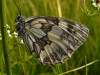 Rad : Lepidoptera , Čeľaď : Satyridae