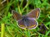 Rad : Lepidoptera , Čeľaď : Lycaenidae