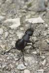 Coleoptera/Staphylinidae