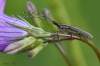 Cerambycidae / Lamiinae