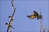Merops apiaster