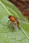 Diptera / Muscidae / Phaoniinae