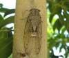 Cicada cretensis