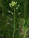 rastlina vysoká do 30 cm, byľ priama, nerozkonárená, s drobnými bledožltými kvetmi