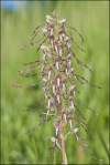 himantoglossum hircinum