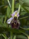 ak máte niekto záujem pozrite sem či sa jedná vždy o ophrys holoserica holubyana alebo aj o iné druhy či poddruhy http://oblivion.okamzite.eu/ophrys.html