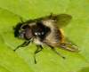 http://syrphidae.insects.pl/index.php?lang=en&nf=C<br>samec