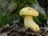 Tato houba byla donedávna považována za samostatný druh s názvem Boletus junquilleus. V současné době se řadí mezi variety kováře.