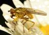 http://www.diptera.info/photogallery.php?photo_id=985