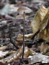 Marasmius alliaceus