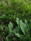 mohutné spodné listy jazyčníka sivého dosahujú dĺžku až 50 cm