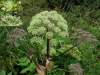 Angelica pancicii (po  bulharsku панчичева пищялка - pančičeva pišťalka) je balkansky endemit, bylina. V Bulharsku je hraneny druh, vpisany v Cervenej knihe bulharskych rastlin. Velka rastlina, videla exzemplary 1,2-1,3 vysoke.