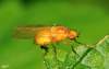 Sarpomyza chnabli