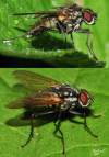 Diptera. info:<br>http://www.diptera.info/forum/viewthread.php?thread_id=34270&pid=152265#post_152265<br>(male)