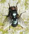 Diptera. info:<br>http://www.diptera.info/forum/viewthread.php?thread_id=34296&pid=152355#post_152355