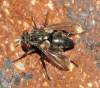 Diptera. info:<br>http://www.diptera.info/forum/viewthread.php?thread_id=34362&pid=152632#post_152632