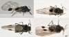 Veľkosť  tela asi 2 mm s kridlami 4 mm.<br>Diptera. info:<br>http://www.diptera.info/forum/viewthread.php?thread_id=34394&pid=152753#post_152753