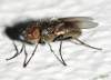 (male)<br>http://www.diptera.info/forum/viewthread.php?thread_id=34426