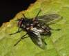 Diptera. info: <br>http://www.diptera.info/forum/viewthread.php?thread_id=34402&pid=152780#post_152780