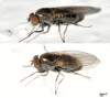 Veľkosť tela asi 3-4 mm<br>Diptera. info: <br>http://www.diptera.info/forum/viewthread.php?thread_id=34425&pid=152912#post_152912