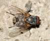 (male)<br>http://www.diptera.info/forum/viewthread.php?thread_id=34544&pid=153445#post_153445
