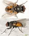 (male)<br>http://www.diptera.info/forum/viewthread.php?thread_id=34520&pid=153297#post_153297