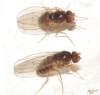 syn. Drosophila confusa <br>http://www.diptera.info/forum/viewthread.php?thread_id=34529&pid=153351#post_153351