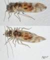 Psocoptera <br>http://www.diptera.info/forum/viewthread.php?thread_id=34642&pid=153821#post_153821