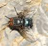 (male)<br>http://www.diptera.info/forum/viewthread.php?thread_id=34759&pid=154359#post_154359