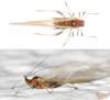 veľkosť tela 2-3 mm<br>http://entomofaune.qc.ca/entomofaune/Pucerons/photos_especes.html