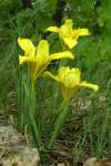 Iris arenaria