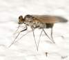 http://www.diptera.info/forum/viewthread.php?thread_id=34796&pid=154499#post_154499<br>