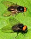 (male)<br> http://www.diptera.info/forum/viewthread.php?thread_id=34933&pid=155086#post_155086 