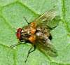 (male)<br>http://www.diptera.info/forum/viewthread.php?thread_id=34950&pid=155156#post_155156 