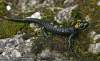 Salamandra atra ssp. pasubiensis