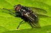 (male)<br>http://www.diptera.info/forum/viewthread.php?thread_id=34981&pid=155296#post_155296