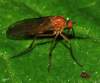 http://www.diptera.info/forum/viewthread.php?thread_id=35093&pid=155793#post_155793<br>Empis (Xanthempis) sp.