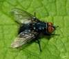 (male)<br>http://www.diptera.info/forum/viewthread.php?thread_id=35014&pid=155452#post_155452 