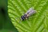 Hymenotera<br>čeľaď: Apidae (včelovité)