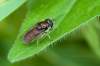http://www.diptera.info/photogallery.php?photo_id=5691