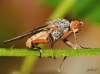 (male)<br>http://www.diptera.info/forum/viewthread.php?thread_id=35629&pid=158254#post_158254
