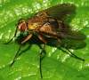 http://www.diptera.info/forum/viewthread.php?thread_id=34878&pid=154834#post_154834 <br>