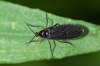 5mm<br>Diptera<br>čeľaď: Sciaridae