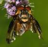 (male)<br> http://www.diptera.info/forum/viewthread.php?thread_id=35770&pid=158818#post_158818