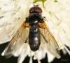 http://www.commanster.eu/commanster/Insects/Flies/SpFlies/Cheilosia.variabilis.html