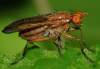 http://www.diptera.info/photogallery.php?photo_id=1677