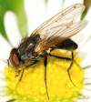 (male)<br>http://www.diptera.info/forum/viewthread.php?thread_id=36205&pid=160361#post_160361
