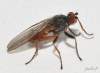 (male)<br>http://www.diptera.info/forum/viewthread.php?thread_id=36304&pid=160710#post_160710  <br>