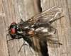 http://www.diptera.info/forum/viewthread.php?thread_id=34901&pid=154925#post_154925 <br>