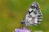 Táto čeľaď denných motýľov sa vyznačuje jednotvárnymi hnedo alebo čierno sfarbenými krídlami s bielymi škvrnami. Väčšina druhov žije utiahnutý život, tieto motýle sa vyskytujú najmä na okrajoch lesov.
